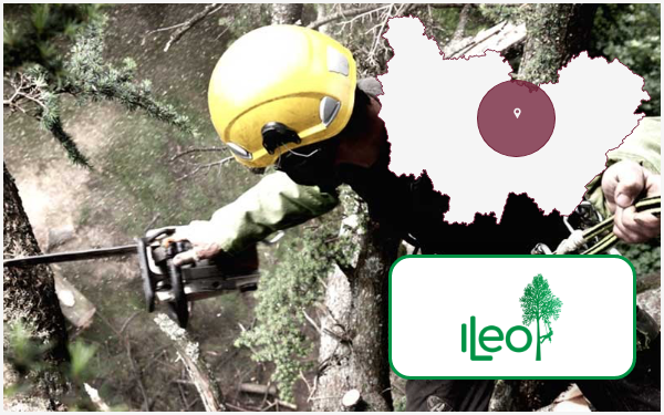 ileo